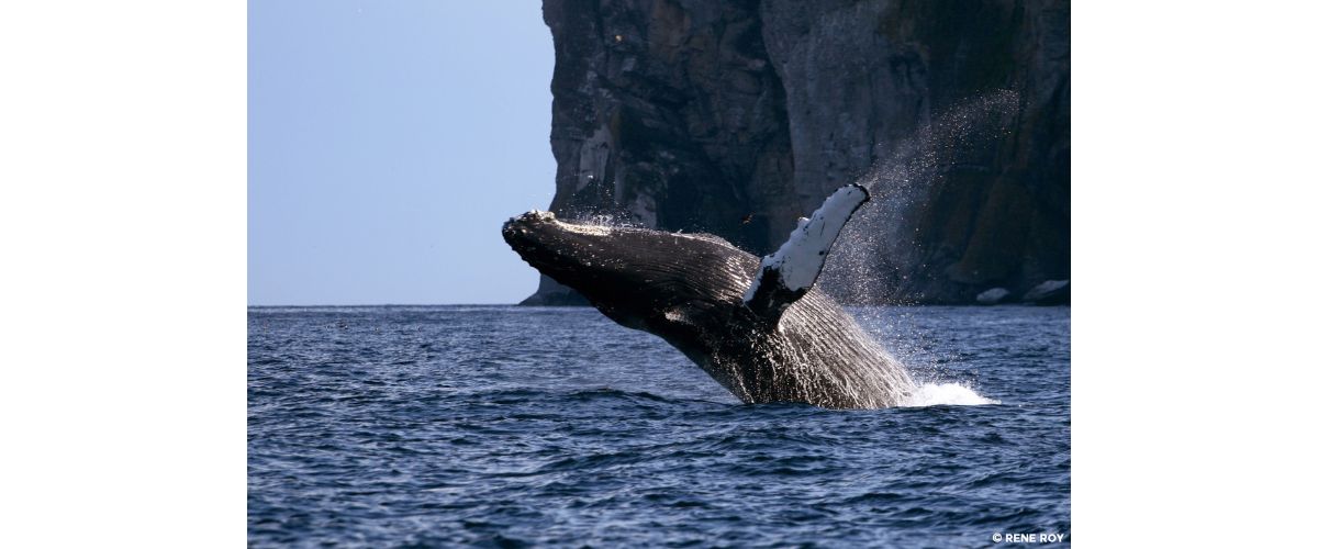 xr:d:DAFBn_L8x0k:238,j:38214025801,t:22101709