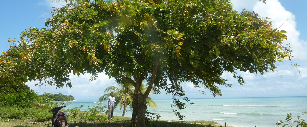 230313CANOPYObservatoire